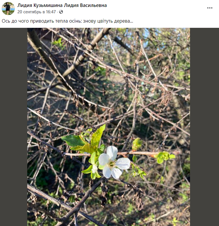 В разных регионах Украины расцветают плодовые деревья. Как это повлияет на урожай